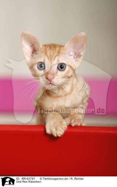 Ural Rex Ktzchen / Ural Rex Kitten / RR-62781