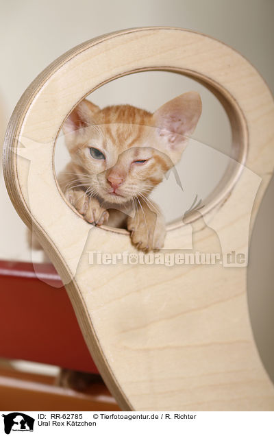 Ural Rex K�tzchen / Ural Rex Kitten / RR-62785