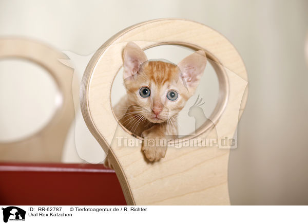 Ural Rex Ktzchen / RR-62787