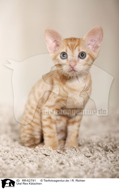 Ural Rex K�tzchen / Ural Rex Kitten / RR-62791