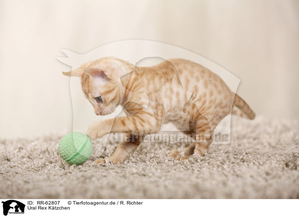 Ural Rex Ktzchen / RR-62807