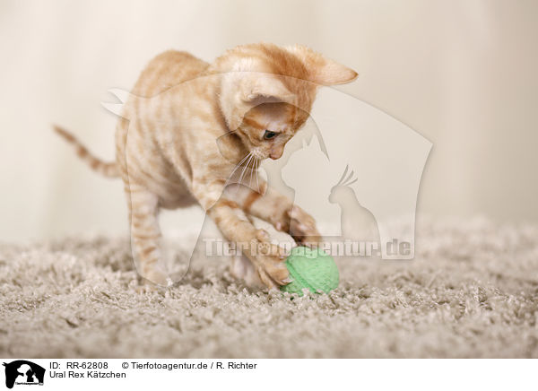 Ural Rex Ktzchen / RR-62808