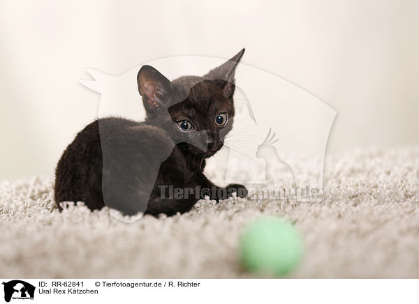 Ural Rex Ktzchen / Ural Rex Kitten / RR-62841