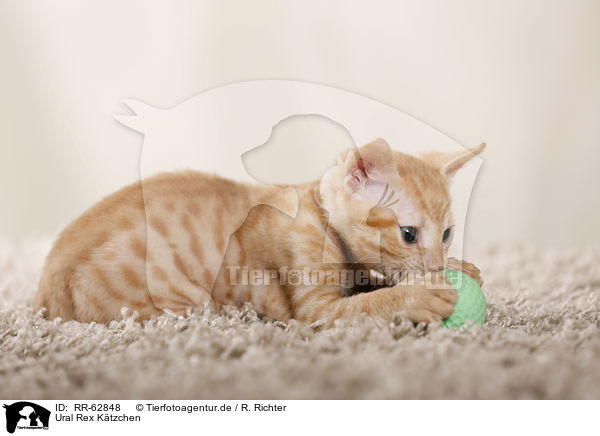 Ural Rex Ktzchen / Ural Rex Kitten / RR-62848