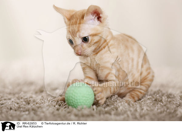 Ural Rex Ktzchen / Ural Rex Kitten / RR-62853