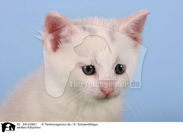 weies Ktzchen / white kitty / SS-02861