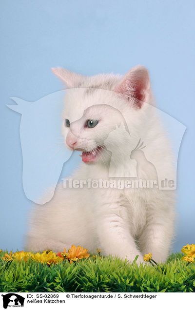 weies Ktzchen / white kitty / SS-02869