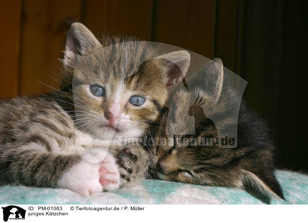 junges Ktzchen / young kitten / PM-01063