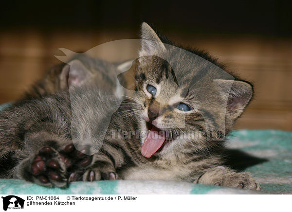 ghnendes Ktzchen / gaping kitten / PM-01064