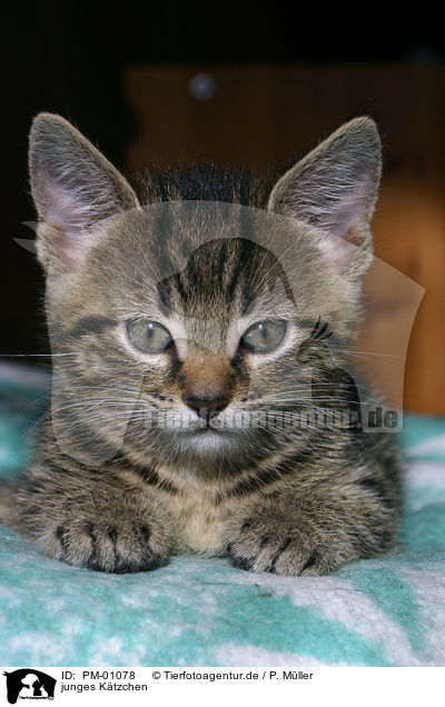 junges Ktzchen / young kitten / PM-01078