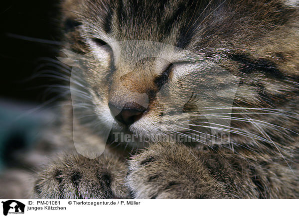 junges Ktzchen / young kitten / PM-01081