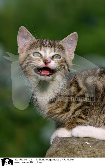 mautzendes Ktzchen / mewing kitten / PM-01121