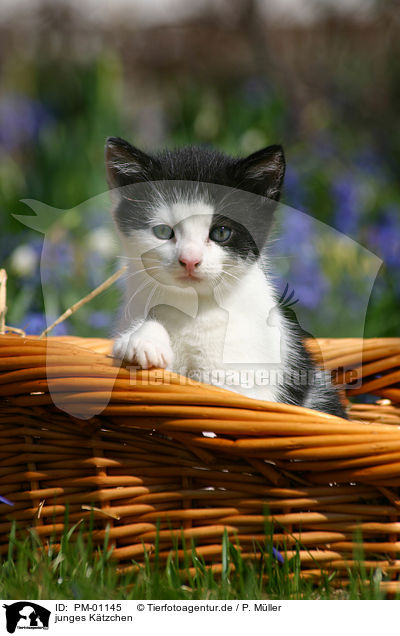 junges Ktzchen / young kitten / PM-01145