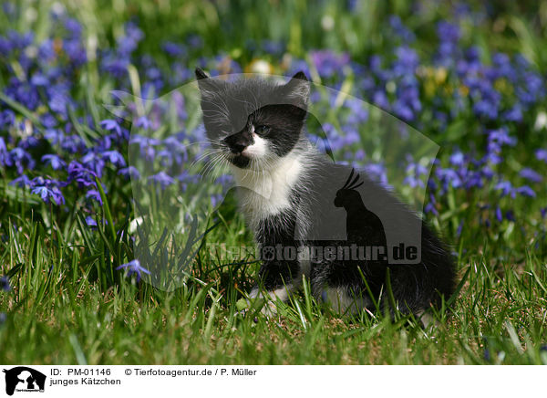 junges Ktzchen / young kitten / PM-01146