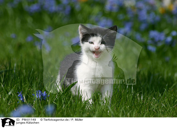 junges Ktzchen / young kitten / PM-01149