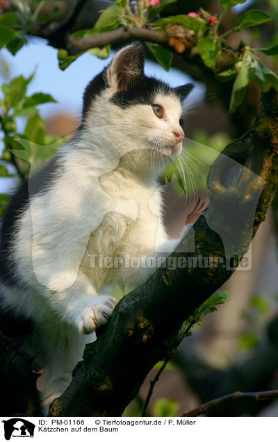 Ktzchen auf dem Baum / PM-01166