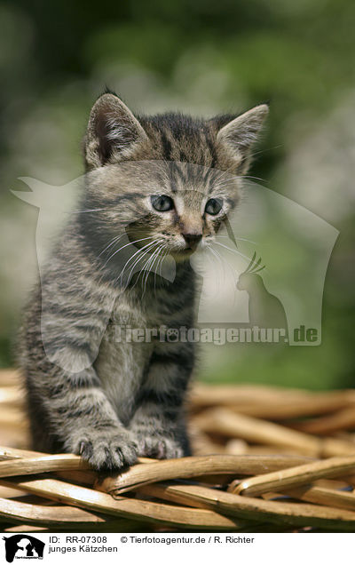 junges Ktzchen / young kitten / RR-07308