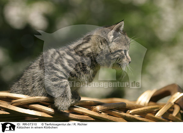 Ktzchen in einem Krbchen / kitten in a basket / RR-07310