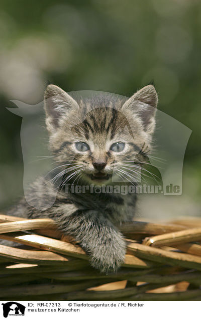 mautzendes Ktzchen / mew kitten / RR-07313