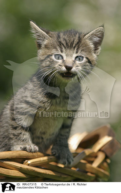 mautzendes Ktzchen / mew kitten / RR-07315