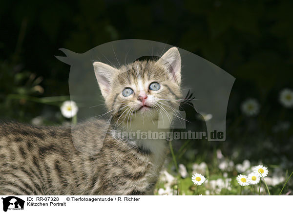 Ktzchen Portrait / kitten portrait / RR-07328