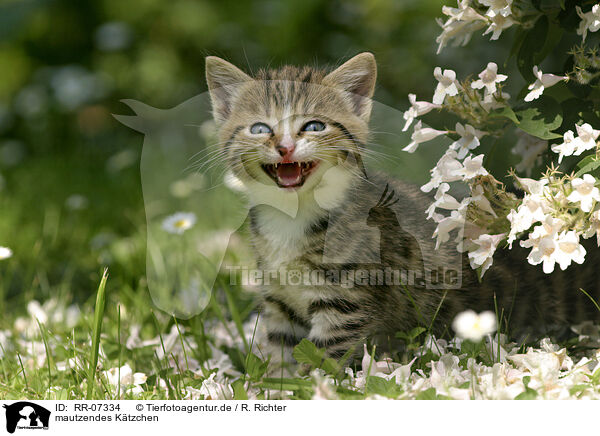 mautzendes Ktzchen / mew kitten / RR-07334