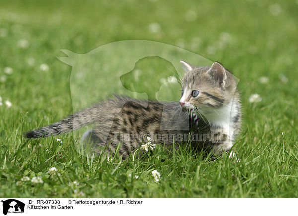 Ktzchen im Garten / kitten in the garden / RR-07338