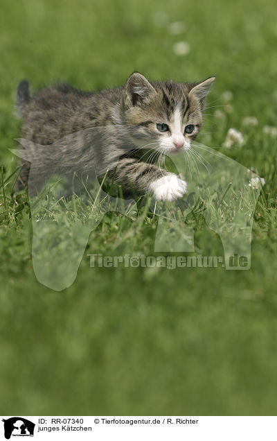 junges Ktzchen / young kitten / RR-07340