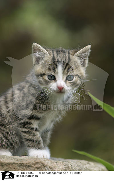 junges Ktzchen / young kitten / RR-07352
