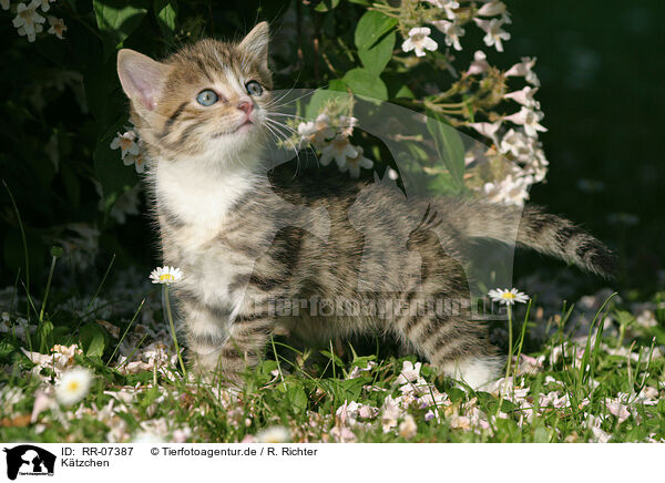 Ktzchen / kitten / RR-07387