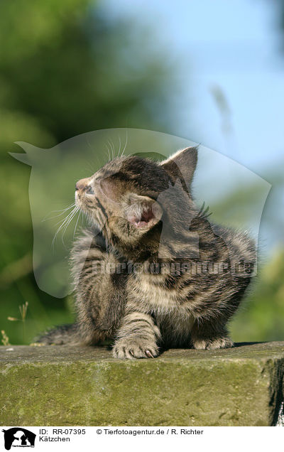 Ktzchen / kitten / RR-07395