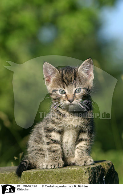Ktzchen / kitten / RR-07398