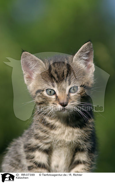 Ktzchen / kitten / RR-07399