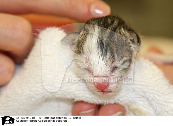 Ktzchen durch Kaiserschnitt geboren / kitten born by Caesarean / BB-01018
