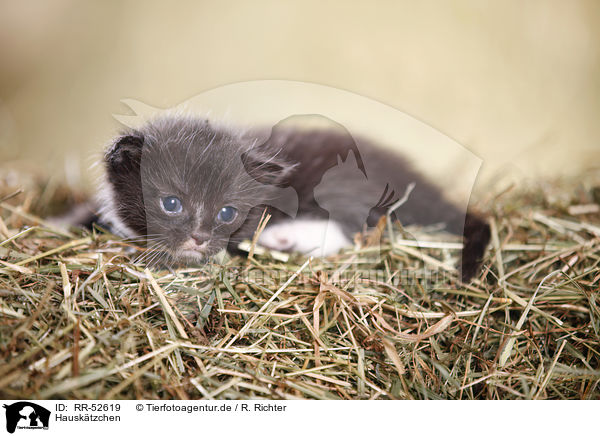 Hausktzchen / kitten / RR-52619