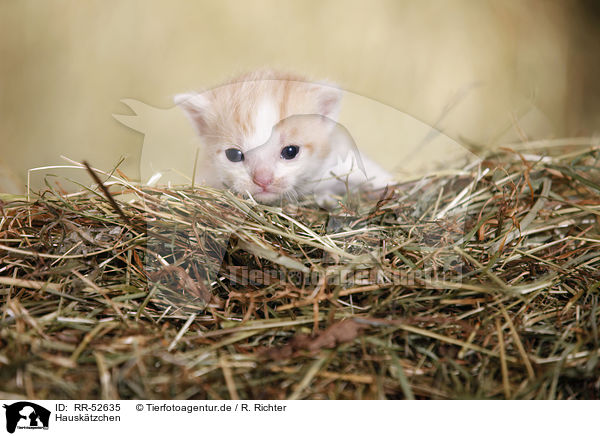 Hausktzchen / kitten / RR-52635
