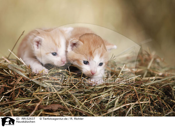 Hausktzchen / kitten / RR-52637