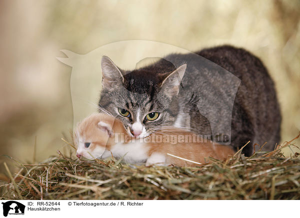 Hausktzchen / kitten / RR-52644