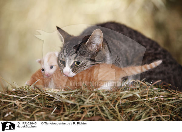 Hausktzchen / kitten / RR-52645