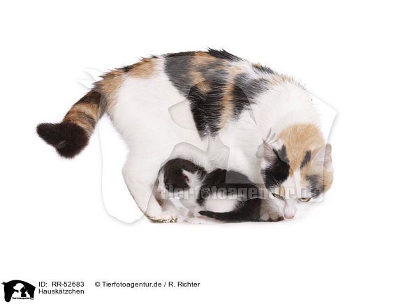 Hausktzchen / kitten / RR-52683