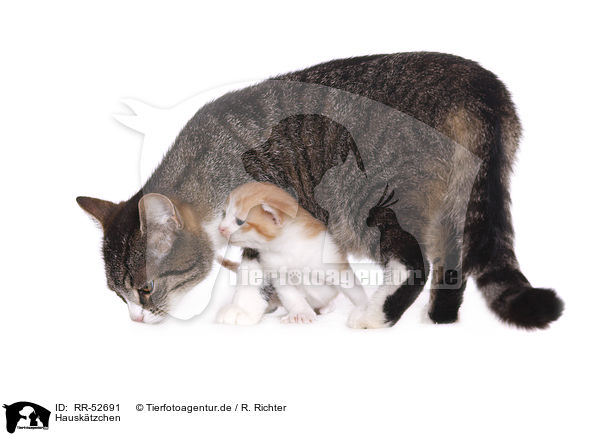 Hausktzchen / kitten / RR-52691