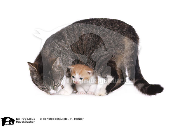 Hausk�tzchen / kitten / RR-52692