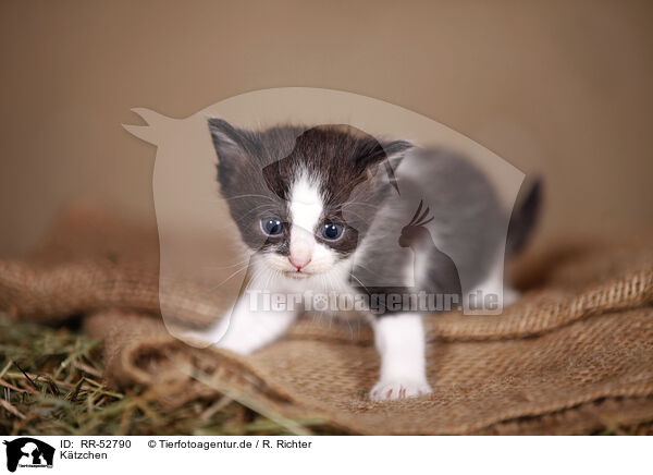 Ktzchen / kitten / RR-52790
