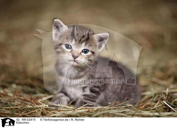 Ktzchen / kitten / RR-52815