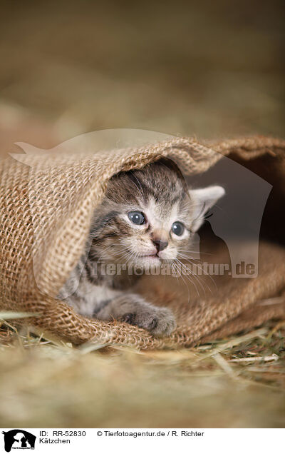 Ktzchen / kitten / RR-52830
