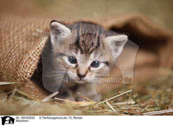 Ktzchen / kitten / RR-52833