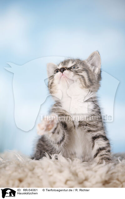 Hausktzchen / kitten / RR-54061