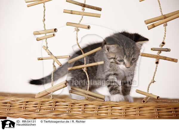 Hausktzchen / kitten / RR-54131
