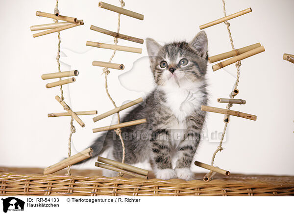 Hausktzchen / kitten / RR-54133
