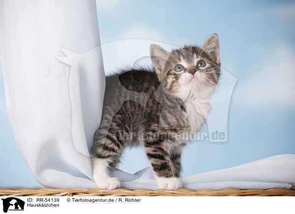 Hausktzchen / kitten / RR-54139